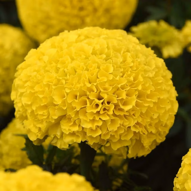 Plants by Post African Marigold Yellow Bedding Plants, 2 x 1L Pots