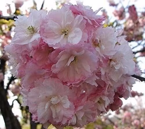 Direct Plants Prunus Pink Perfection Cherry Blossom Ornamental Tree, Pink, 182.88 cm Height, 12 Litre Pot