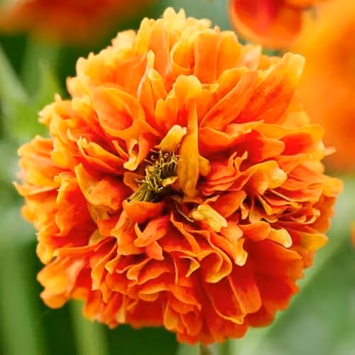 You Garden Geum Orange Pumpkin Perennial Ornamental Plants in 9cm Pots