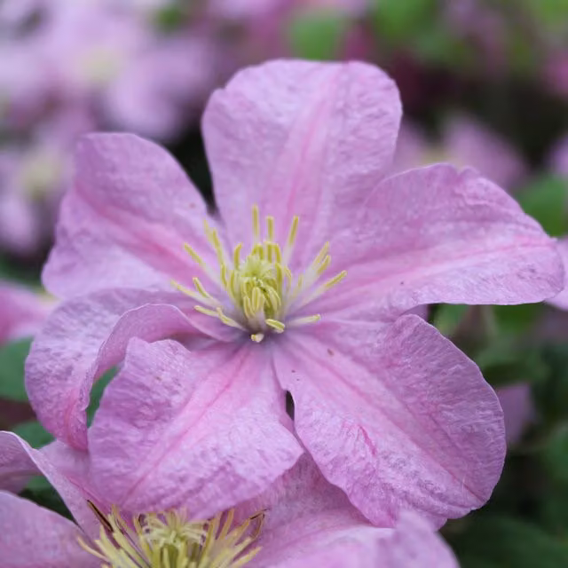 Plants By Post Clematis Comtesse De Bouchaud Pink Climber Plant