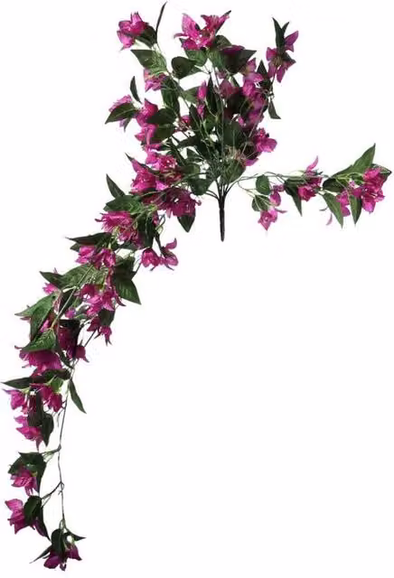 KDMD Essential Dark Pink Bougainvillea Bush with Green Foliage