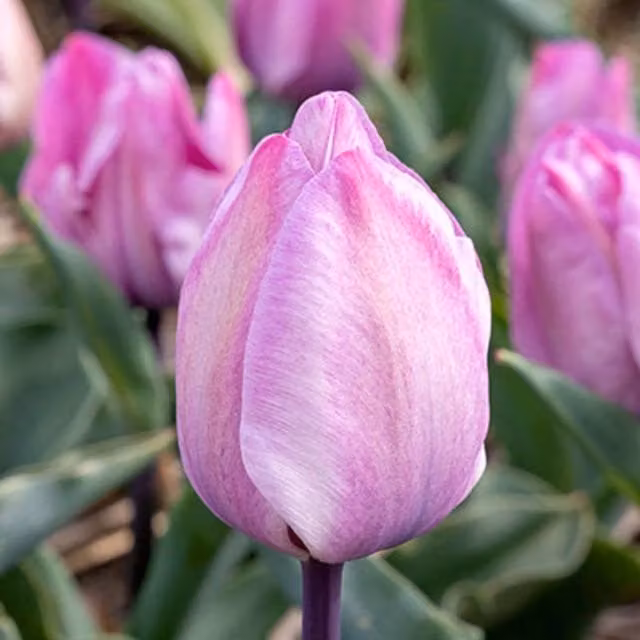 Plants By Post Pack of 15 Magenta Tulip Jacuzzi Bulbs