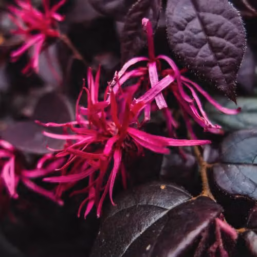 YouGarden Loropetalum Chinese Witch Hazel Black Pearl Ornamental Shrub in 15cm Pot – 3