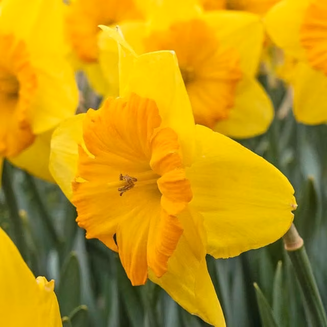 Plants By Post Pack of 10 Yellow and Orange Pride of Lions Daffodil Bulbs