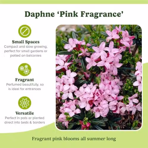 YouGarden Daphne Pink Fragrance Ornamental Shrub, Pink and White, 25cm Tall, 13cm Pot – 6