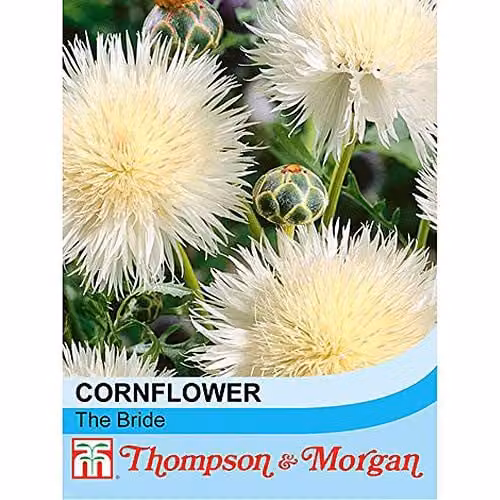 Thompson and Morgan Cornflower Seeds The Bride Amberboa moschata, 50 Seeds