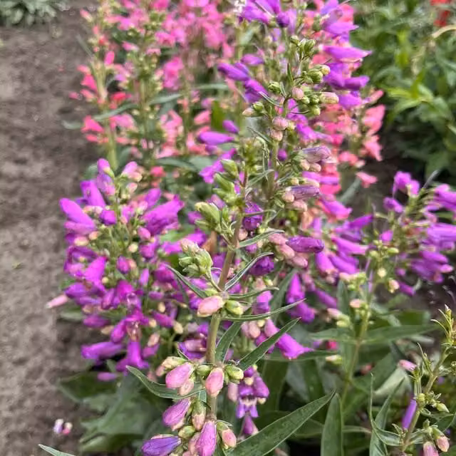Marshalls Garden Penstemon barbatus Barbatus Mix Flower Seeds, 250 Pack, Pink, Purple and White