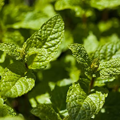 Thompson & Morgan Garden Mint Peppermint Mentha x piperita Hardy Perennial Potted Plant, 1 Litre – 2