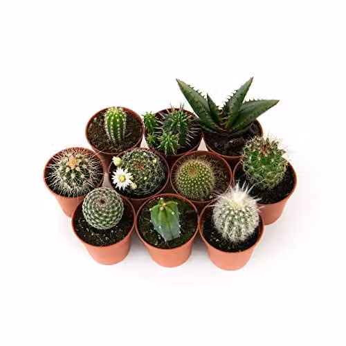 Thompson & Morgan Mixed Cacti Indoor Succulent Plants, Green, W: 10 cm, H: 5.5 cm