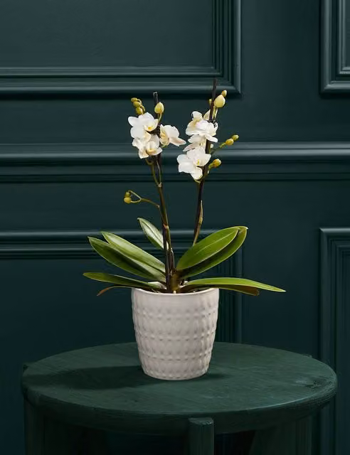M&S Flower Market White Phalaenopsis Orchid in a White Ceramic Pot