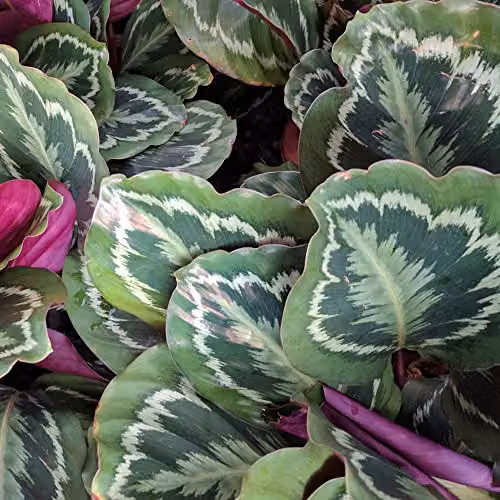 Thompson and Morgan Calathea Roseopicta Easy to Grow Indoor Perennial House Plant, 1x 12cm Pot – 2