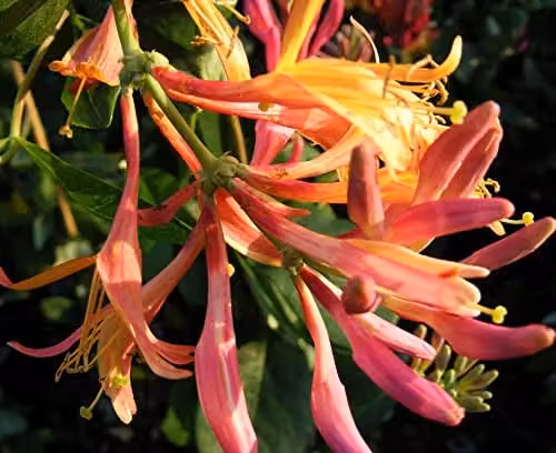 Thompson and Morgan Lonicera x heckrottii Gold Flame American Beauty Fragrant Pink-Orange Climbing Shrub, 1 x 3 Litre Potted Plant