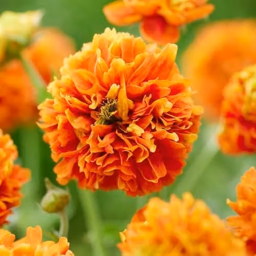 Thompson and Morgan Geum Orange Pumpkin Hardy Perennial Avens, 9cm Pot