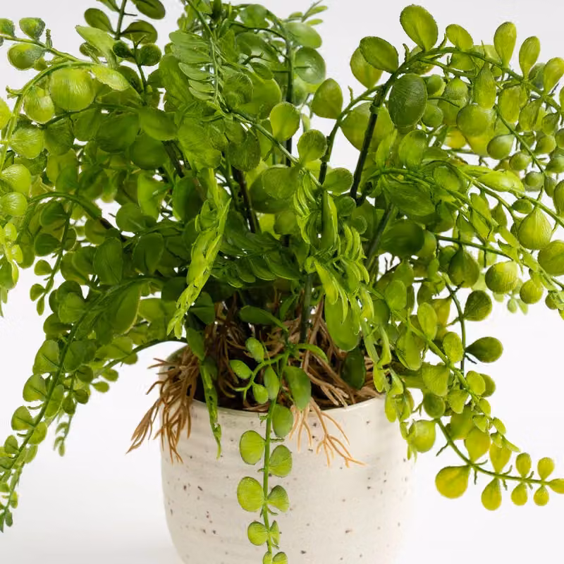 Scottish Everlastings Ltd Green Fern in a Speckled White Ceramic Pot, Height: 28 cm – 2
