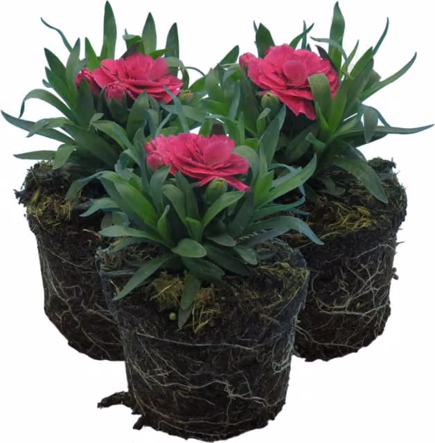 Plants by Post Purple Wings Carnation Perennial Outdoor Plant with Fragrant Purple Blooms