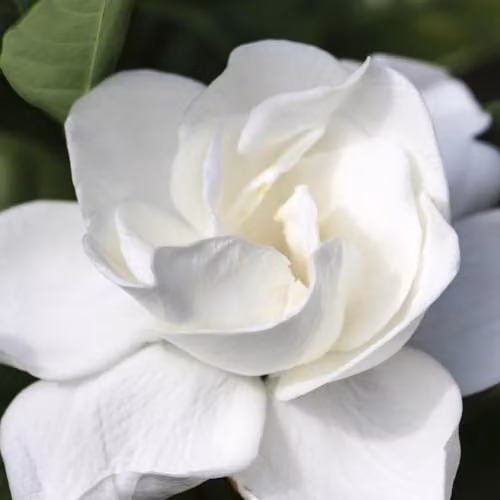 Thompson & Morgan Gardenia Deluxe Fragrant Indoor Cape Jasmine Plant with Glossy Foliage, 1x 9cm Potted Plant – 3