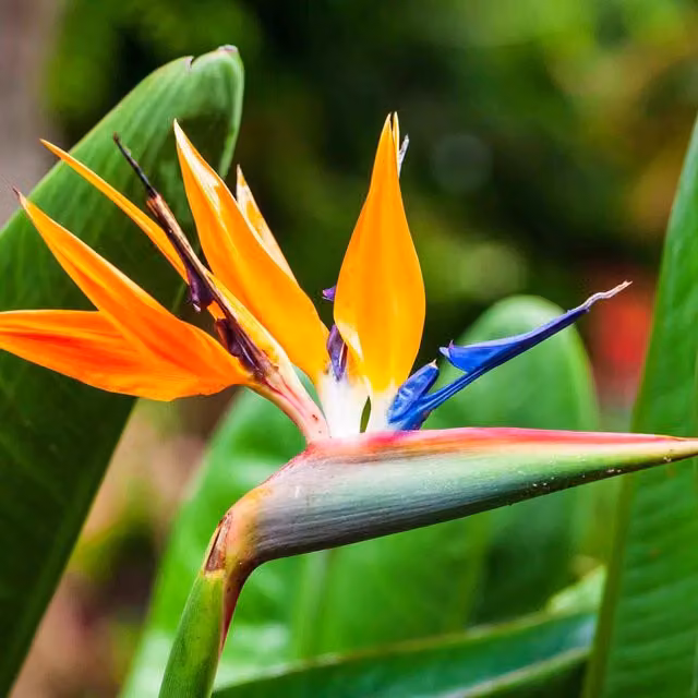 Unwins Bird of Paradise Orange Flower Seeds for Ornamental Gardens and Indoor Plants