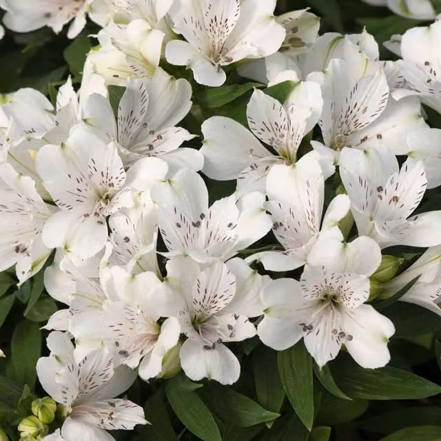 Marshalls Garden Alstroemeria Inticancha Perennial Ornamental Plant in White and Green