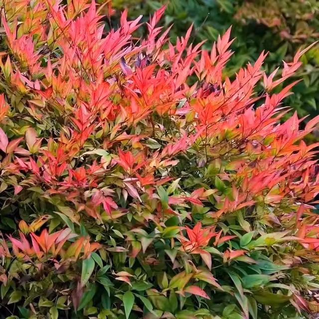 Direct Plants Nandina Domestica Fire Power Heavenly Bamboo Ornamental Garden Shrub, Pink, Green and Red
