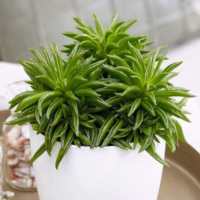 Primrose Happy Bean Peperomia Ferreyrae Succulent Indoor Plant in a Green 10.5cm Pot, Height: 15cm