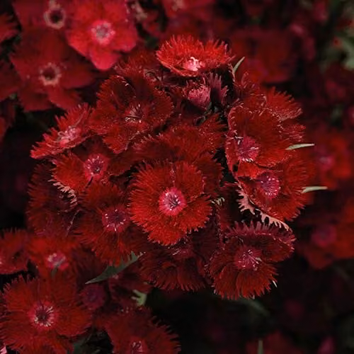 Thompson and Morgan Rocking Red Sweet William Dianthus Pinks Hardy Perennial Garden Plants, 42 x Plug Plants