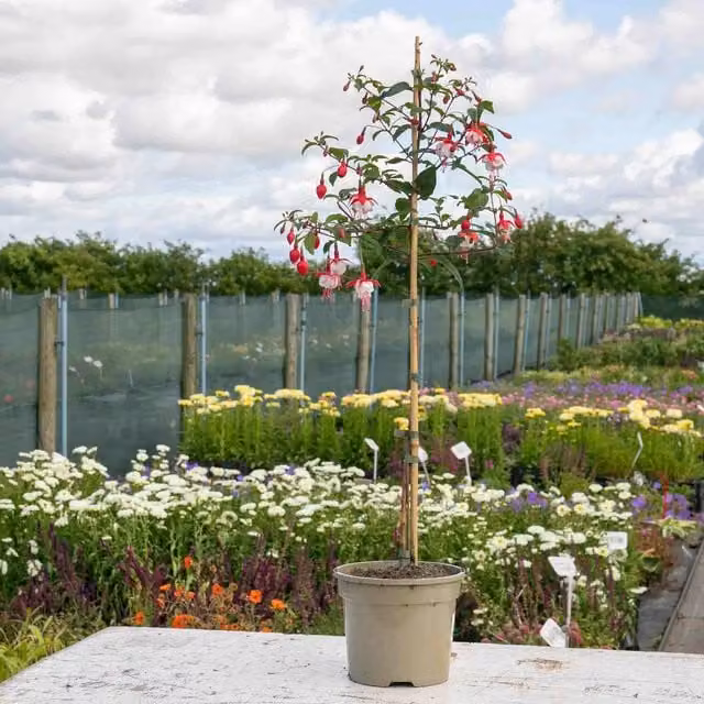 Marshalls Garden Fuchsia Snowcap Standard Red and White Perennial Plant