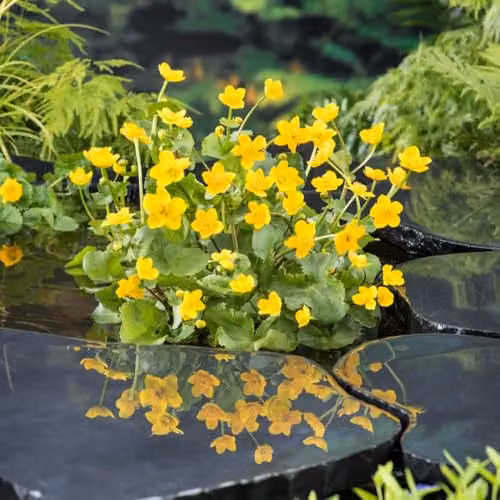 Thompson & Morgan Caltha palustris Marsh Marigold Hardy Perennial Aquatic Plant with Yellow Spring Flowers, 9cm Pot – 4