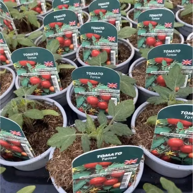 Plants By Post Tomato Totem Plants, 3 Pack, Green