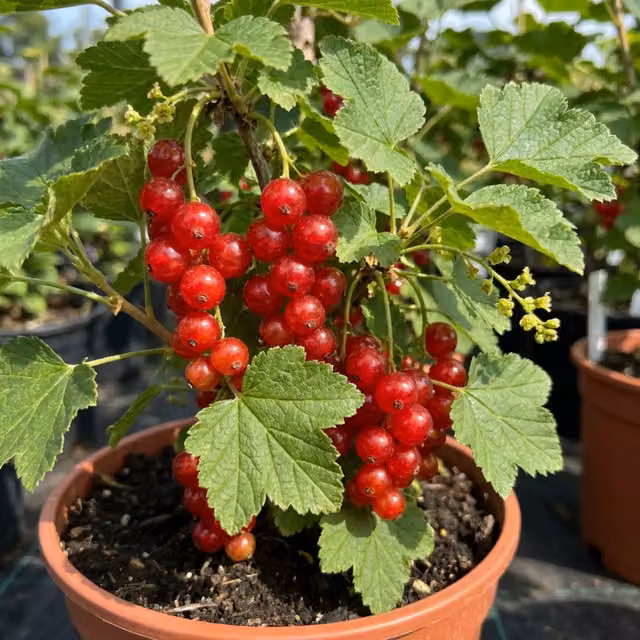 Plants by Post Jonkheer Van Tets Redcurrant Early Fruiting Berry Bush, 2L Pot