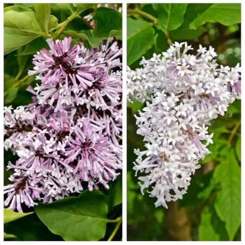 Thompson and Morgan Syringa Duo Collection Lilac Ornamental Shrubs in 9cm Pots – 1