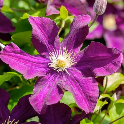 YouGarden Clematis Hybrid Collection of Three Purple Climbing Outdoor Plants in 9cm Pots – 3