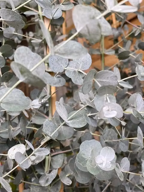Directplants Eucalyptus Gunnii Azura Evergreen Tree, Green, Height: 182.88 cm