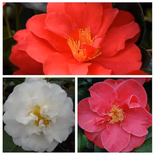 Thompson & Morgan Nurseryman’s Choice Camellia Hardy Evergreen Ornamental Shrub, Multicolour/Red, 1.5L Pot – 1