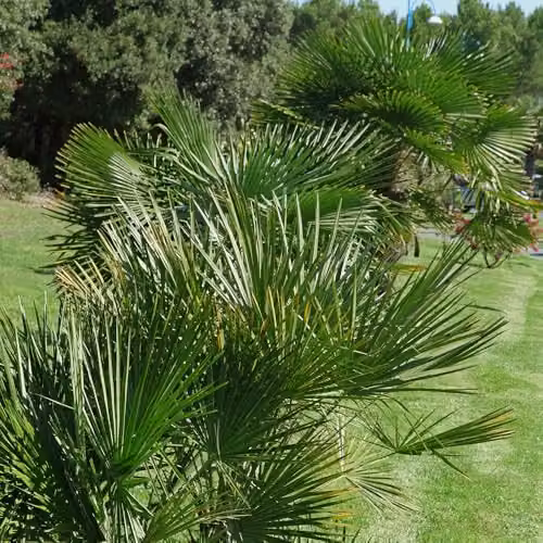 YouGarden Hardy Fan Palm Chamaerops humilis, Green Ornamental Tree in 20cm Pot, 60-80cm Tall – 3