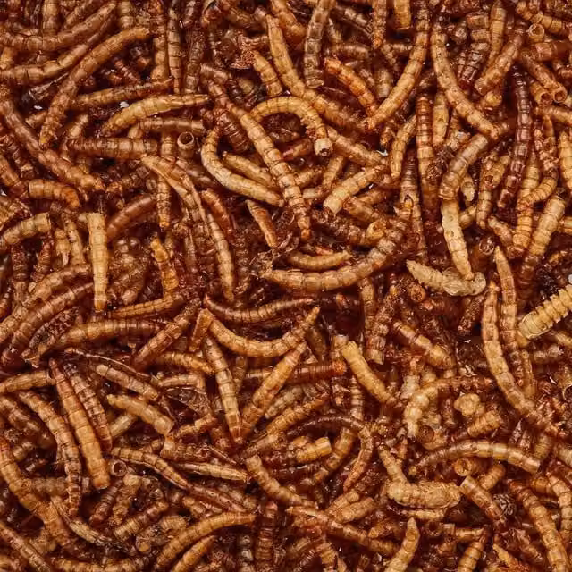 Happy Beaks Dried Calciworms Wild Bird Feed, Brown, 5kg