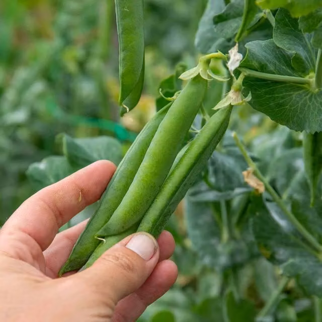 Marshalls Garden Alderman Pea Seeds, Tall Climbing Vegetable Variety, 300 Seeds