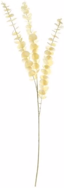 KDMD Essential Dry Look Eucalyptus Stem 3 Pack in White and Beige