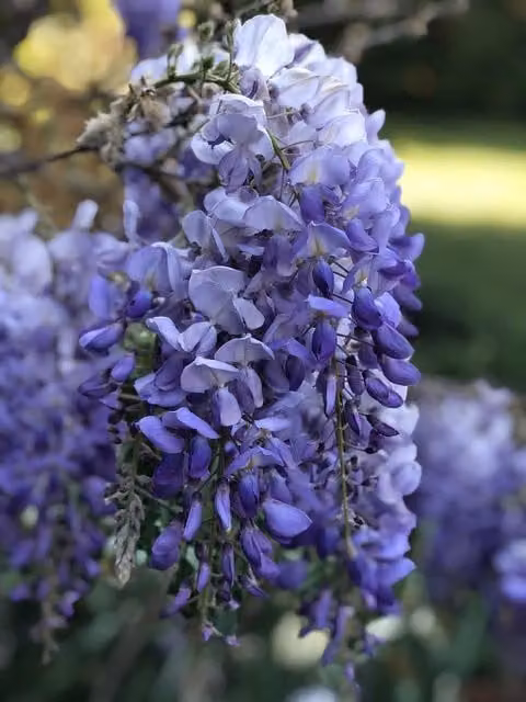 Direct Plants Wisteria Sinensis Blue Climbing Plant in a 5L Pot