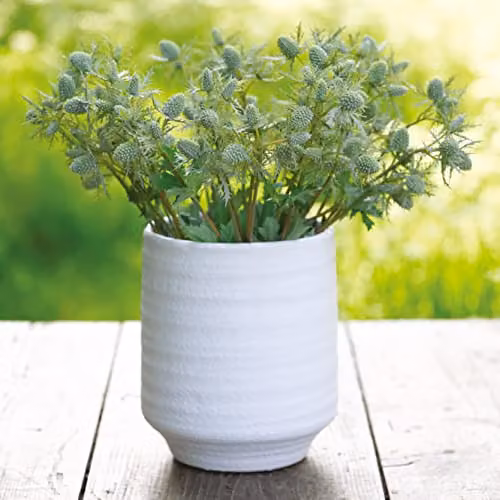 BLOOM Green Artificial Sea Holly Single Stem, 55 cm Height – 2