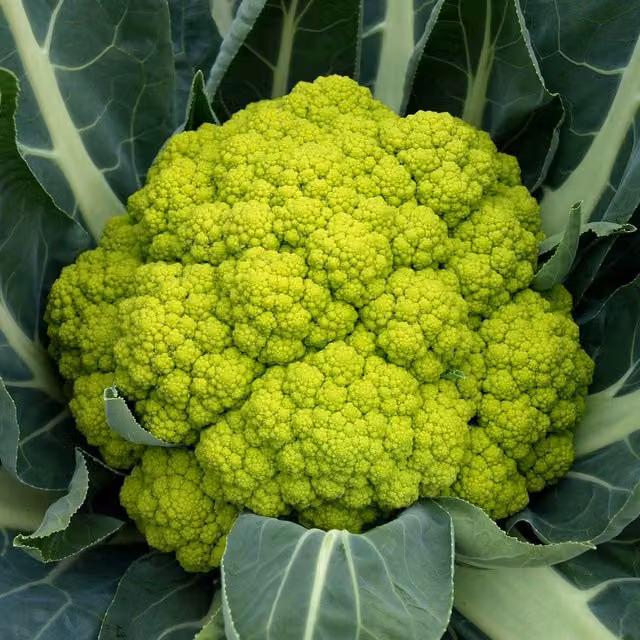 Marshalls Garden Trevi F1 Green Cauliflower Seeds, 20 Seeds