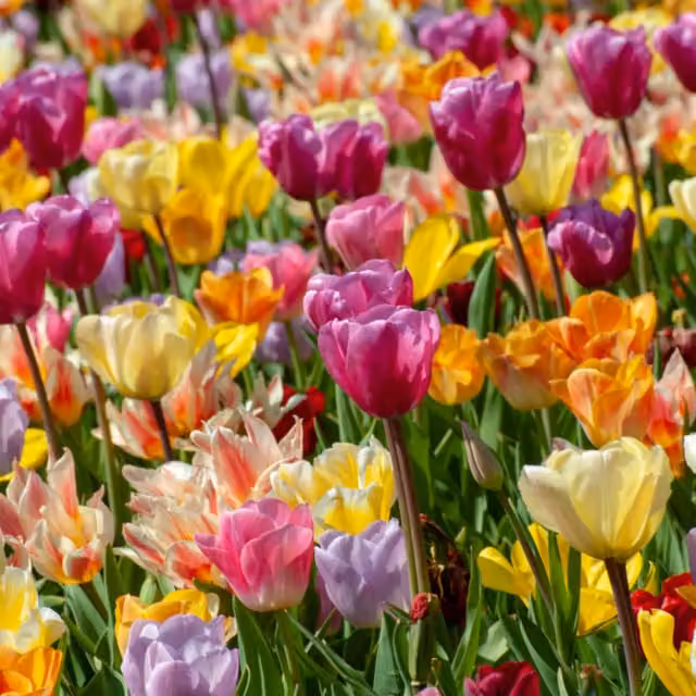 Marshalls Tulip Triumph Mix Multicolour Flower Bulbs