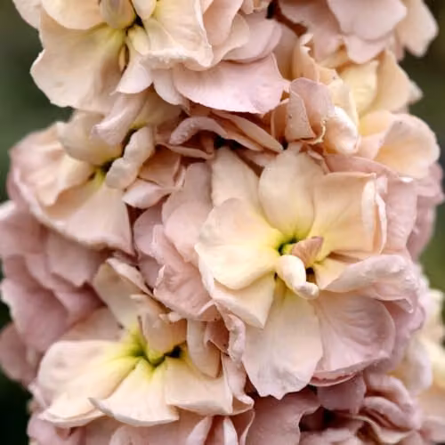 Thompson and Morgan Stock Apricot Column Hardy Annual Flower Seeds, Peach and Pink, 75 Seeds – 3