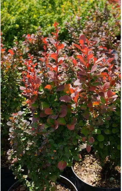 Direct Plants Berberis Red Pillar Japanese Barberry Ornamental Garden Shrub, Pack of 3, Red