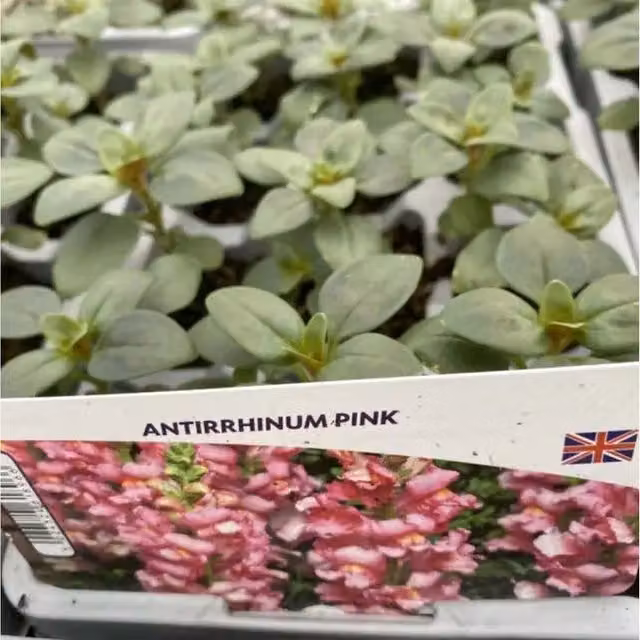 Plants by Post Pink Antirrhinum Snapdragon Bedding Plants, 24 Pack