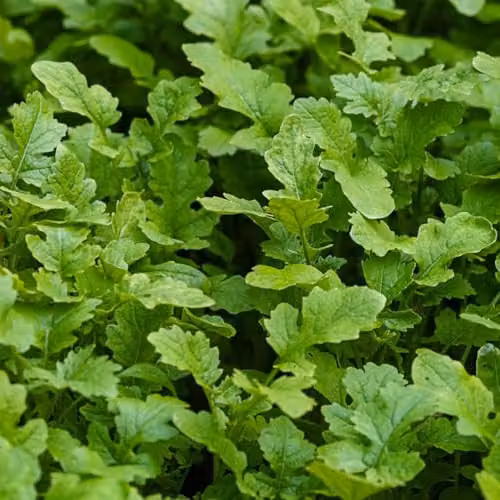 Thompson & Morgan Mustard Leaves Seeds, Autumn Sowing Mix, 500 Seeds