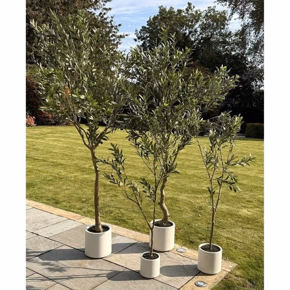 Lemon Pavilion Apulia Mediterranean Olive Tree in Pot, Height: 210 cm, Green/Brown/White – 5
