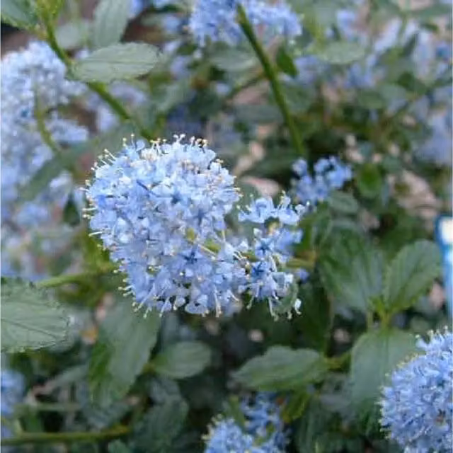 Direct Plants Ceanothus AT Johnson Blue Evergreen Flowering Ornamental Shrub, 3 Litre Pot