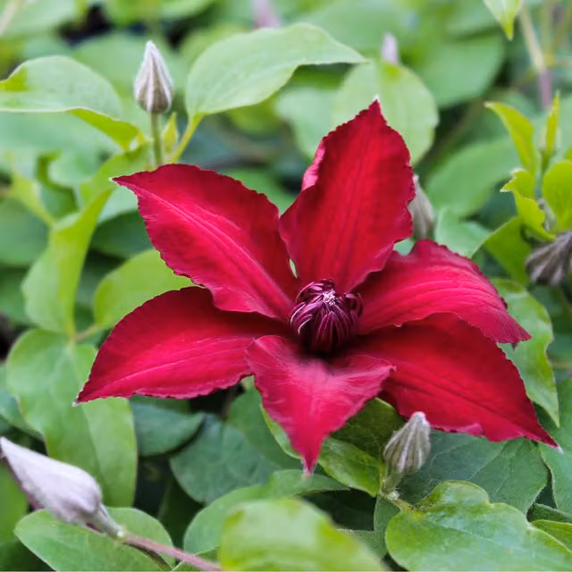 Plants By Post Clematis Nubia Evipo079 Climber Plant in Deep Velvety Red