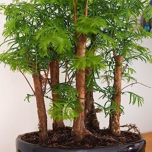 Thompson & Morgan Bonsai Plant Forest Mix in an Oval Green Ceramic Pot, 16cm Diameter – 3