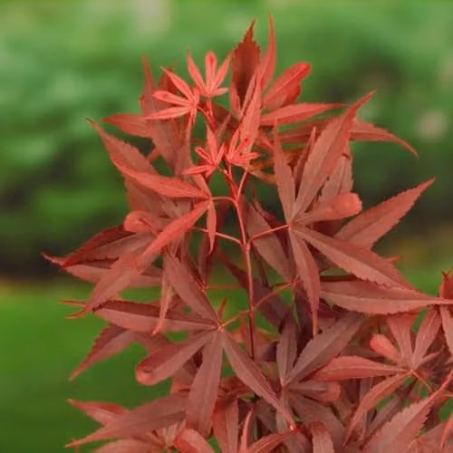 Thompson & Morgan Acer palmatum Shaina Compact Japanese Maple with Red Foliage, 3 Litre Potted Plant